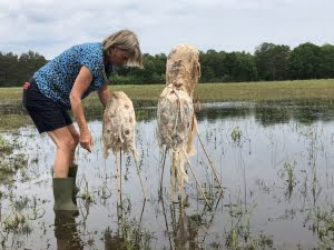 Jo Huijsman foto's in het water