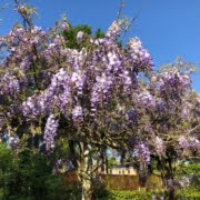 Marlies J blauwe boom